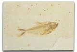 Detailed Fossil Fish (Diplomystus) - Wyoming #354041-1